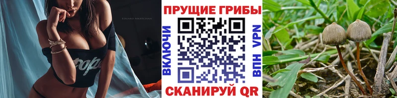 где можно купить наркотик  Киселёвск  Галлюциногенные грибы GOLDEN TEACHER 